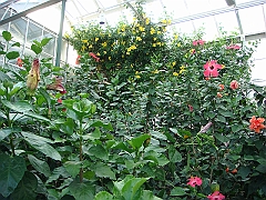 345 Longwood Gardens [2008 August 23]